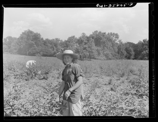 Detroit (vicinity), Michigan. Girls harvesting medicinal(?) plants