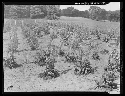 Detroit (vicinity), Michigan. Cultivated foxglove grown for medicinal use. From the leaves of this poisonous plant a valuable drug known as digitalis is obtained