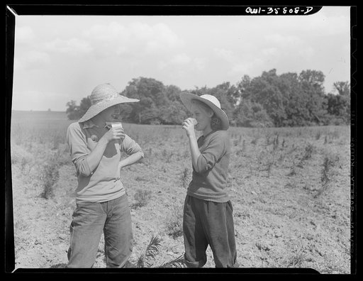 Detroit (vicinity), Michigan. Two girls, working in a field of medicinal(?) plants, stopping to get a drink of water