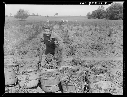 Detroit (vicinity), Michigan. Girls harvesting medicinal(?) plants