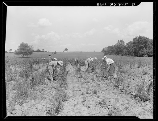 Detroit (vicinity), Michigan. Girls harvesting medicinal(?) plants