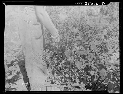 Detroit (vicinity), Michigan. Detail of a medicinal(?) plant