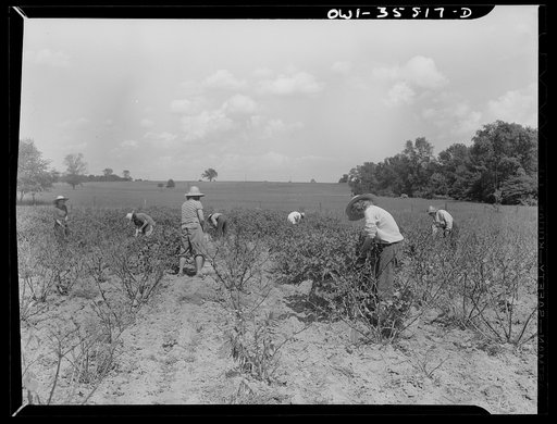 Detroit (vicinity), Michigan. Girls harvesting medicinal(?) plants