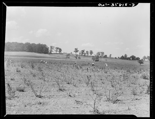 Detroit (vicinity), Michigan. Girls harvesting medicinal(?) plants
