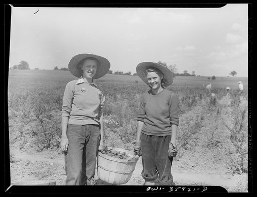 Detroit (vicinity), Michigan. Girls harvesting medicinal(?) plants
