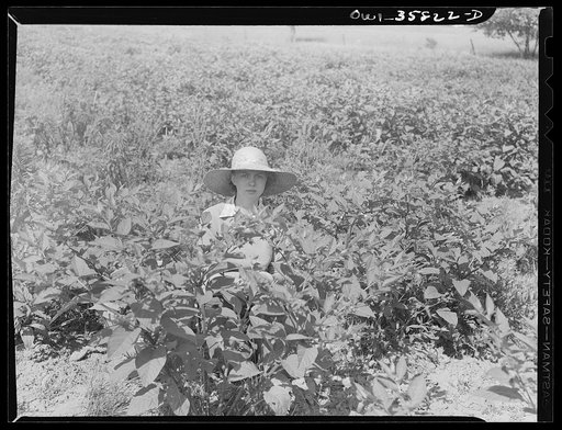 Detroit (vicinity), Michigan. A young girl working in a field of medicinal(?) plants