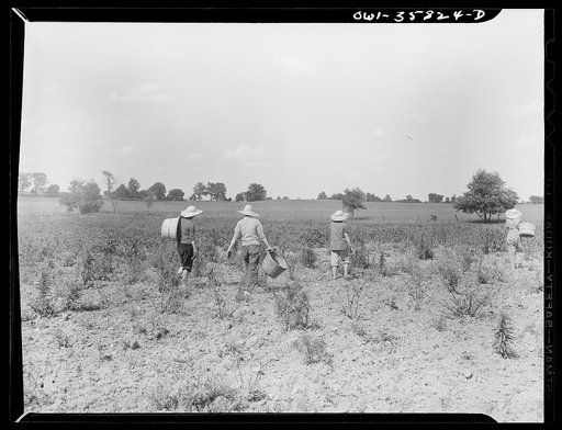 Untitled photo, possibly related to: Detroit (vicinity), Michigan. Girls harvesting medicinal(?) plants