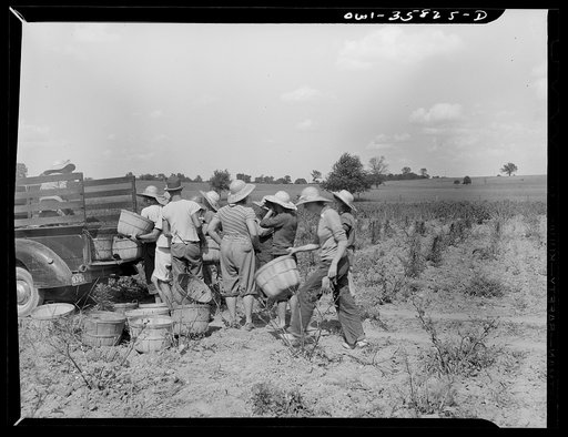 Untitled photo, possibly related to: Detroit (vicinity), Michigan. Girls harvesting medicinal(?) plants