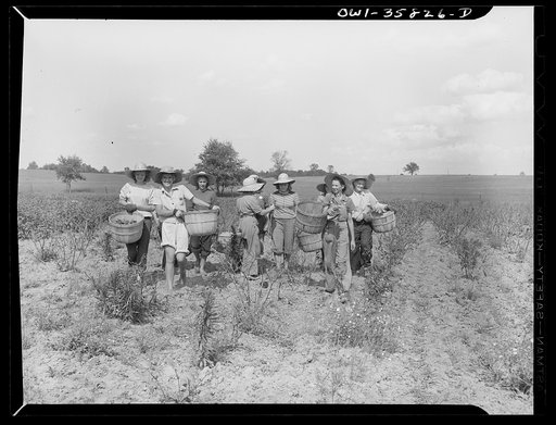 Detroit (vicinity), Michigan. Girls harvesting medicinal(?) plants