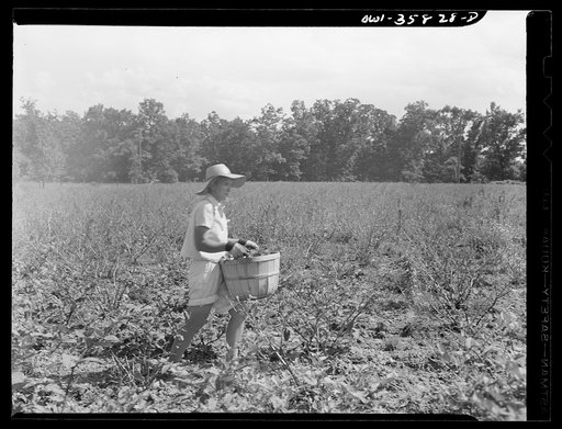 Detroit (vicinity), Michigan.  Girls harvesting medicinal(?) plants
