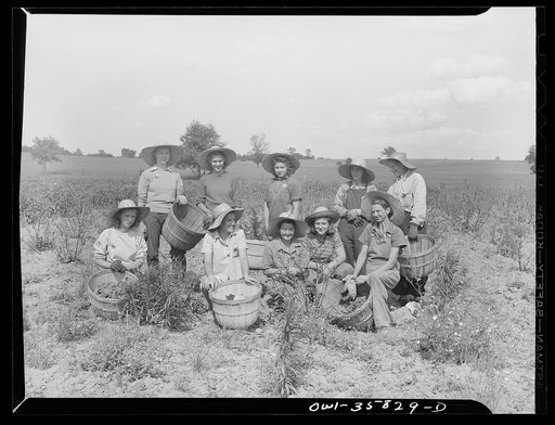 Detroit (vicinity), Michigan. Girls harvesting medicinal(?) plants