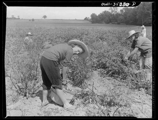 Untitled photo, possibly related to: Detroit (vicinity), Michigan. Girls harvesting medicinal(?) plants