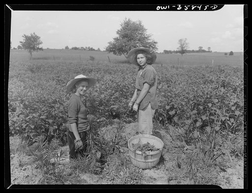 Detroit (vicinity), Michigan. Girls harvesting medicinal(?) plants