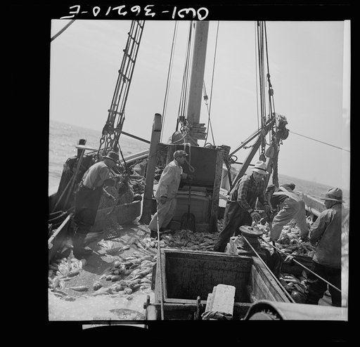 Gloucester, Massachusetts. Stiking good fishing grounds, fishermen load their boat with rosefish. Only a thin slice from each side of the rosefish is useable as food. Fish meal and fish oil are made from the remaining parts