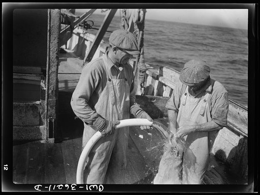 On board a fishing vessel out from Gloucester, Massachusetts. Fishermen on the deck washing up with a hose