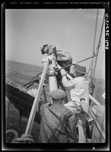 Gloucester, Massachusetts. Muscles strain as husky fishermen of Portuguese descent pull nets on board the "Old Glory". Their haul is rosefish, a species now used in large quantities by the armed forces