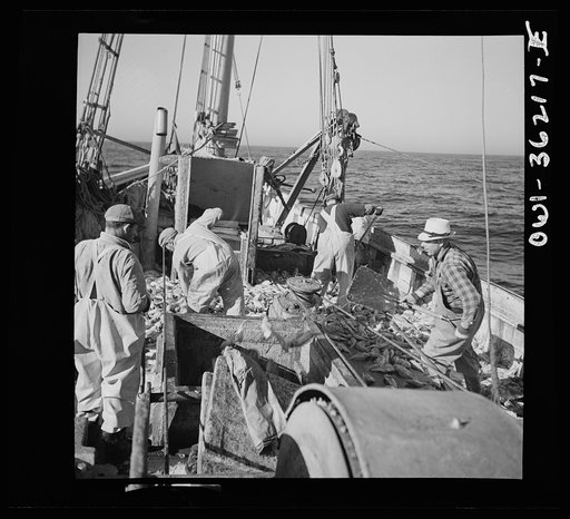 Gloucester, Massachusetts. Striking good fishing grounds, fishermen load their boat with rosefish. Only a thin slice from each side of the rosefish is useable as food. Fish meal and fish oil are made from the remaining parts