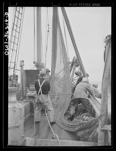 Gloucester, Massachusetts. The crew of "Old Glory" pulls up a sizeable haul of fish. Almost all of this catch will be filleted and frozen for military and lend-lease shipment. Of the total packs in the United States, sixty percent of the salmon and eighty percent of the sardine and macherel are cons