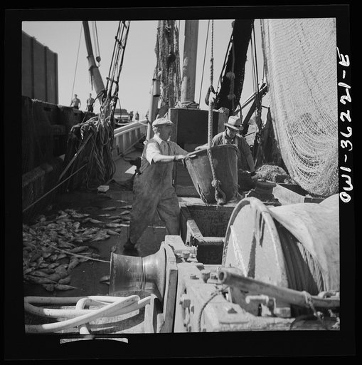 Gloucester, Massachusetts. The ship docked, canvas baskets filled with rosefish go ashore where they will be inspected and weighed, then filleted and frozen and shipped to armed forces in the United States and abroad