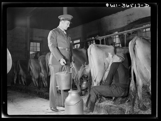 Rockville (vicinity), Maryland. Private Harvey Horton, visiting the N.C. Stiles dairy farm while on furlough from Fort Belvoir, Virginia, giving Robert Stiles a hand with his milking