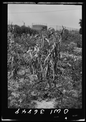 Washington, D. C. Corn withered by drought in a Victory garden on Fairlawn Avenue