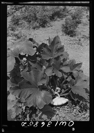 Washington, D. C. Symling growing in a Victory garden on Fairlawn Avenue