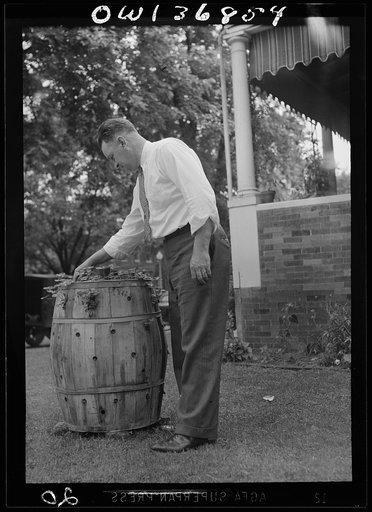 Washington, D. C. A strawberry bed planted in a barrel