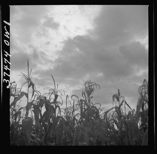 Landscape between Columbus and Cincinnati, Ohio