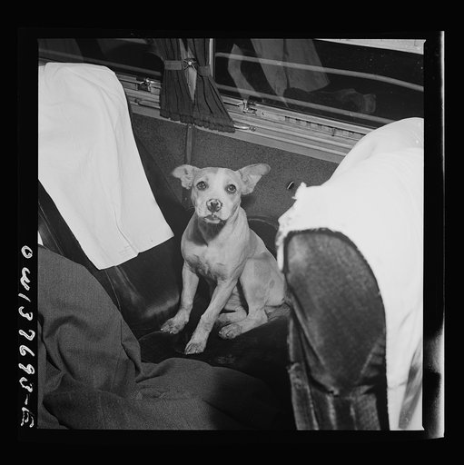 A dog that wandered through the open door of a Greyhound bus at a rest stop between Cincinnati, Ohio and Chicago, Illinois. A passenger declined to share his seat with the dog and ejected him