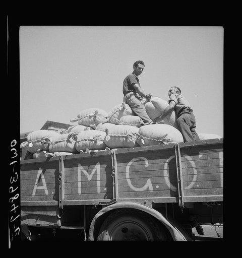 Catania, Sicily. The Allied military government supplies flour for the towns hardest hit by the war after all local sources have been exhausted