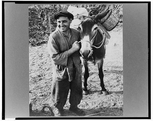 A Sicilian farmer and a farm donkey