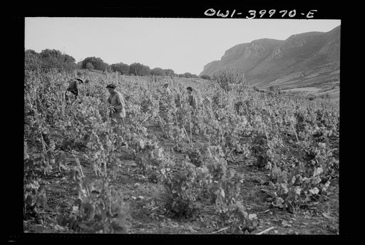 Sicilian farmers working in a field