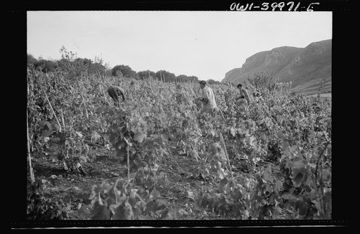 Sicilian farmers working in a field