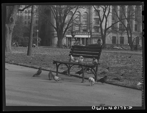 Washington, D.C. Pigeons in Lafayette Park