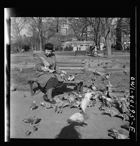 Washington, D.C. Feeding the pigeons in Lafayette Park. This woman has been bringing grain to the pigeons almost daily for thirteen years