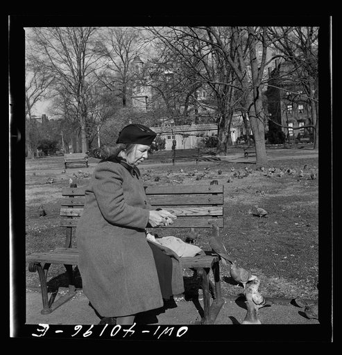 Washington, D.C. Feeding the pigeons in Lafayette Park. This woman has been bringing grain to the pigeons almost daily for thirteen years