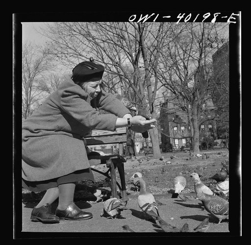 Washington, D.C. Feeding the pigeons in Lafayette Park. This woman has been bringing grain to the pigeons almost daily for thirteen years
