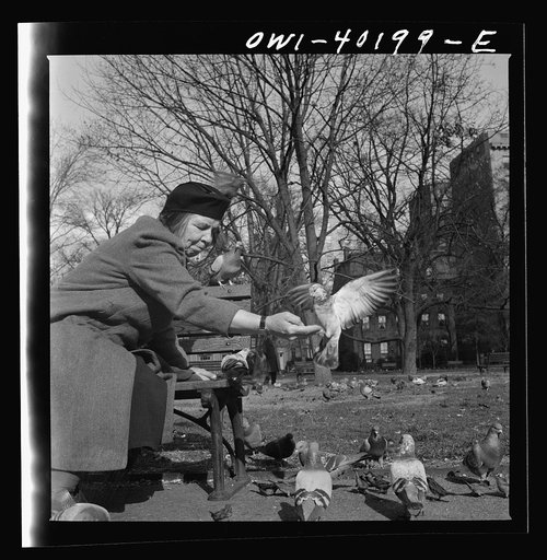 Washington, D.C. Feeding the pigeons in Lafayette Park. This woman has been bringing grain to the pigeons almost daily for thirteen years