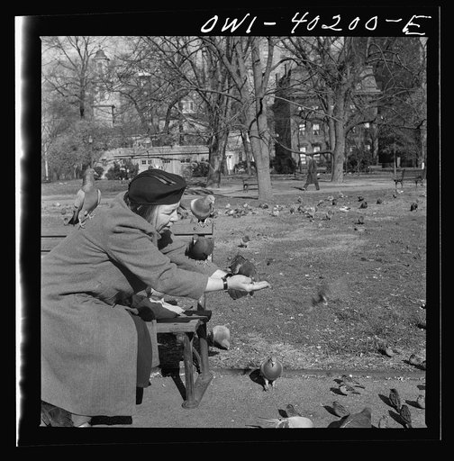 Untitled photo, possibly related to: Washington, D.C. Feeding the pigeons in Lafayette Park. This woman has been bringing grain to the pigeons almost daily for thirteen years