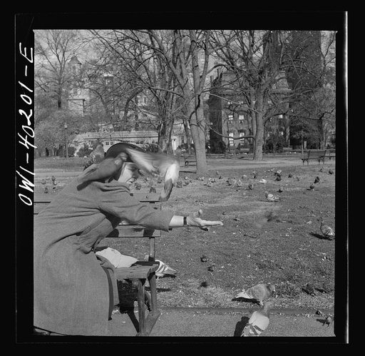 Washington, D.C. Feeding the pigeons in Lafayette Park. This woman has been bringing grain to the pigeons almost daily for thirteen years