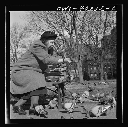 Untitled photo, possibly related to: Washington, D.C. Feeding the pigeons in Lafayette Park. This woman has been bringing grain to the pigeons almost daily for thirteen years