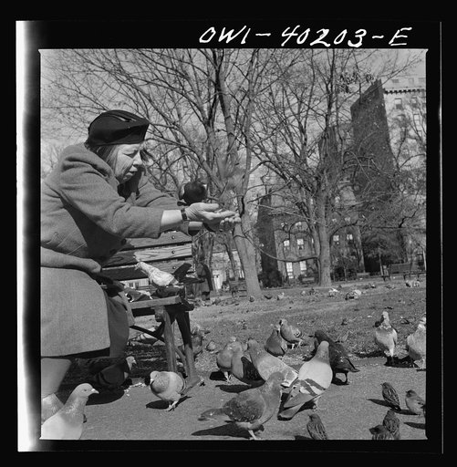 Untitled photo, possibly related to: Washington, D.C. Feeding the pigeons in Lafayette Park. This woman has been bringing grain to the pigeons almost daily for thirteen years
