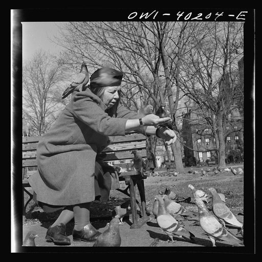 Washington, D.C. Feeding the pigeons in Lafayette Park. This woman has been bringing grain to the pigeons almost daily for thirteen years