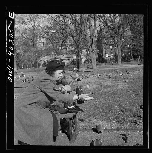 Untitled photo, possibly related to: Washington, D.C. Feeding the pigeons in Lafayette Park. This woman has been bringing grain to the pigeons almost daily for thirteen years