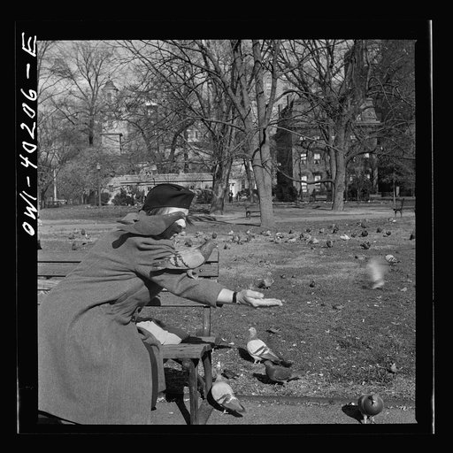 Untitled photo, possibly related to: Washington, D.C. Feeding the pigeons in Lafayette Park. This woman has been bringing grain to the pigeons almost daily for thirteen years