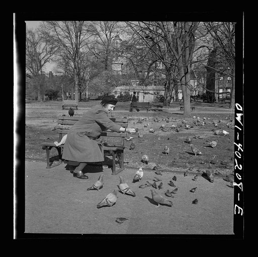 Washington, D.C. Feeding the pigeons in Lafayette Park. This woman has been bringing grain to the pigeons almost daily for thirteen years