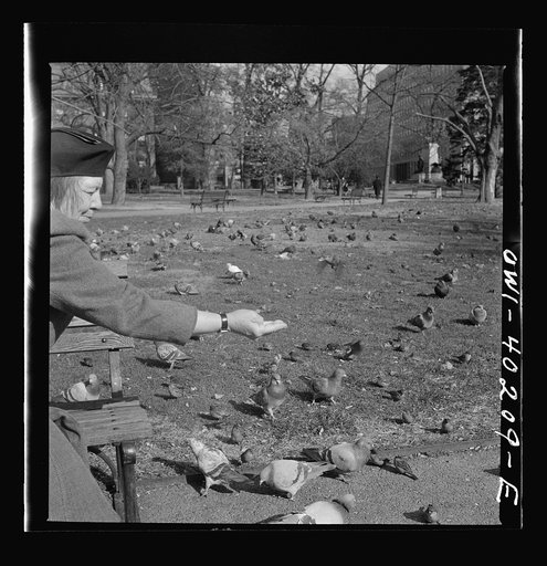 Untitled photo, possibly related to: Washington, D.C. Feeding the pigeons in Lafayette Park. This woman has been bringing grain to the pigeons almost daily for thirteen years