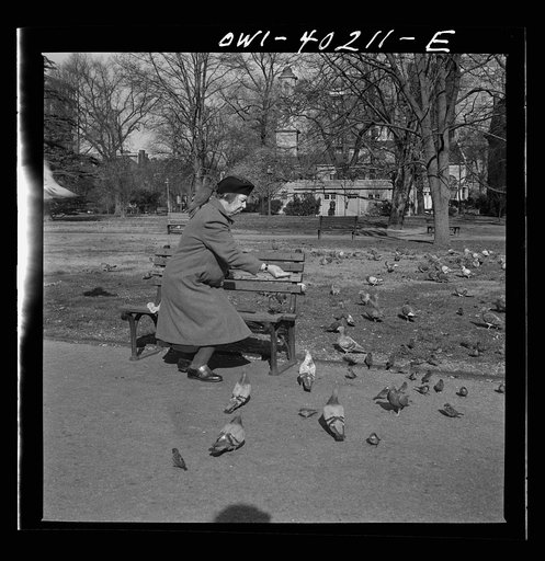 Untitled photo, possibly related to: Washington, D.C. Feeding the pigeons in Lafayette Park. This woman has been bringing grain to the pigeons almost daily for thirteen years