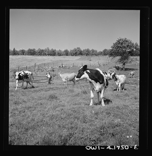Southington, Connecticut. Orchards and farmland in the surroundings of Southington