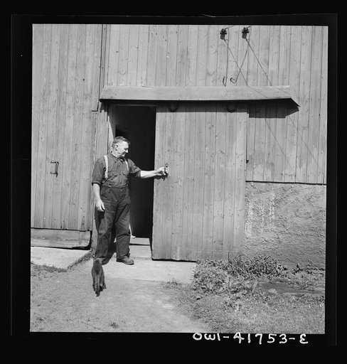 Southington, Connecticut. Andrew Smedberg came to America twenty-two years ago from Sweden. He was broke when he arrived but by hard work and preseverance was able to acquire what he has today--a thriving dairy farm, earning a "good living" for his family of seven, he says